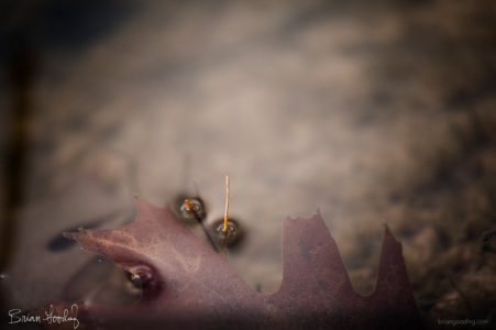 autumn and winter - intrinsic decay