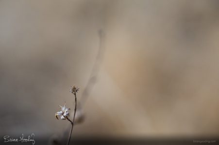 autumn and winter - suffusion