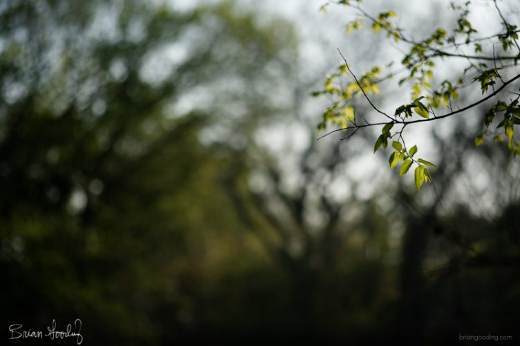 spring eternal - alias