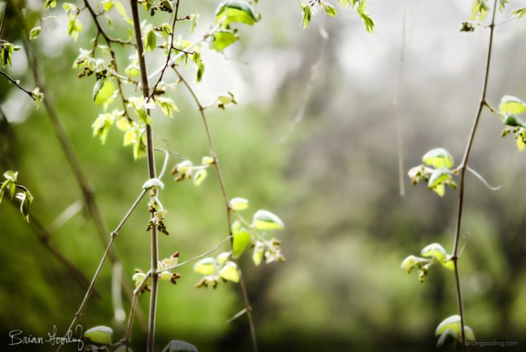 spring eternal - Memorial Day