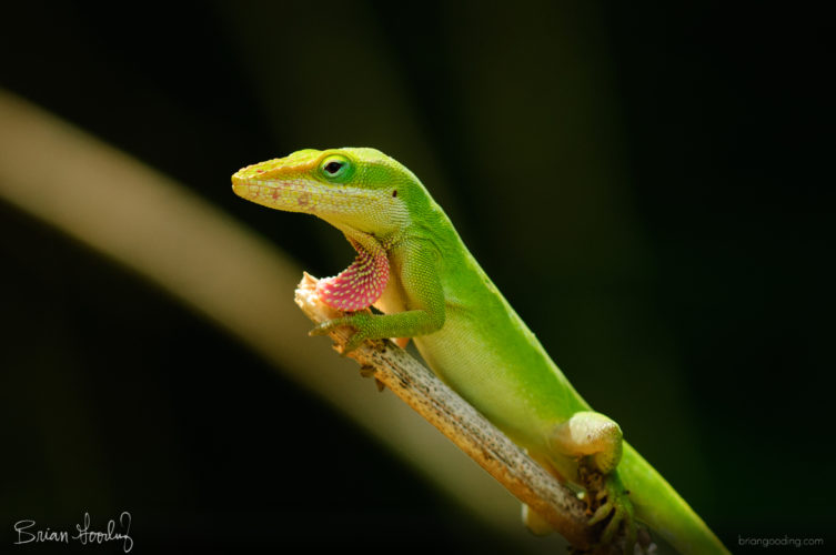 Anolis carolinensis - portrait