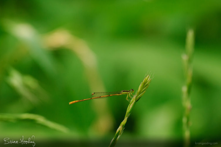 Ischnura hastata - male ♂ lateral right