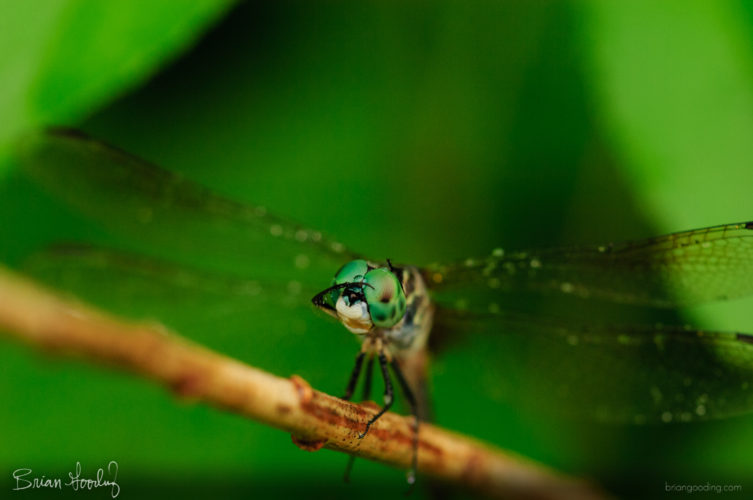 Pachydiplax longipennis - male ♂ grooming eyes in rain