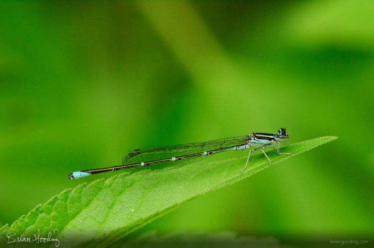 Enallagma exsulans - male ♂ lateral right