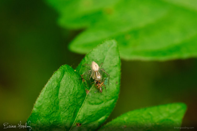 Oxyopidae with prey