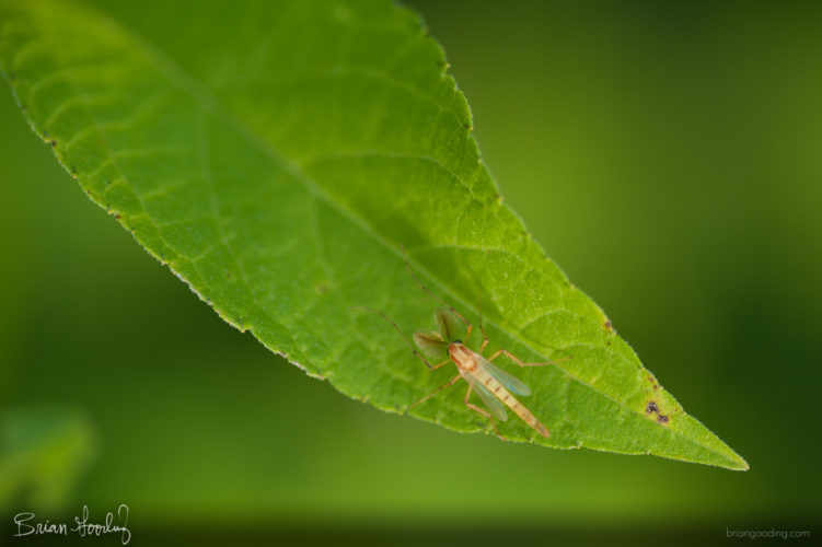 Chironomidae - male ♂ dorsal