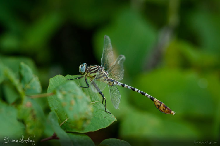 Dromogomphus spoliatus - male ♂ oblique