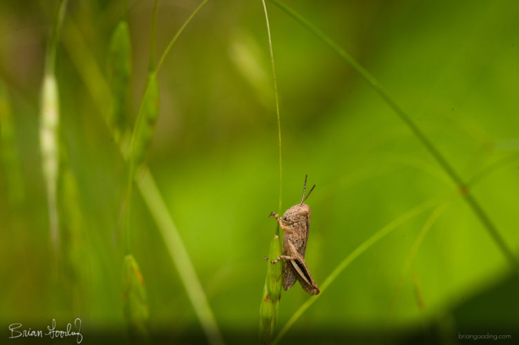 Acrididae - lateral