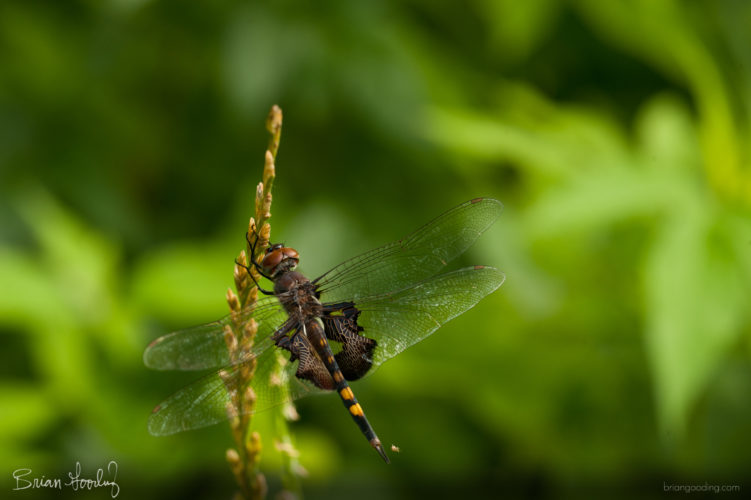 Tramea lacerata - juvenile male ♂ with arachnid