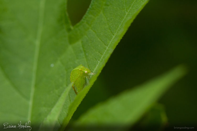 Ceresa sp. on Ambrosia trifida - lateral
