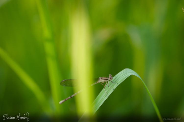 Argia sedula - female ♀ oblique grass