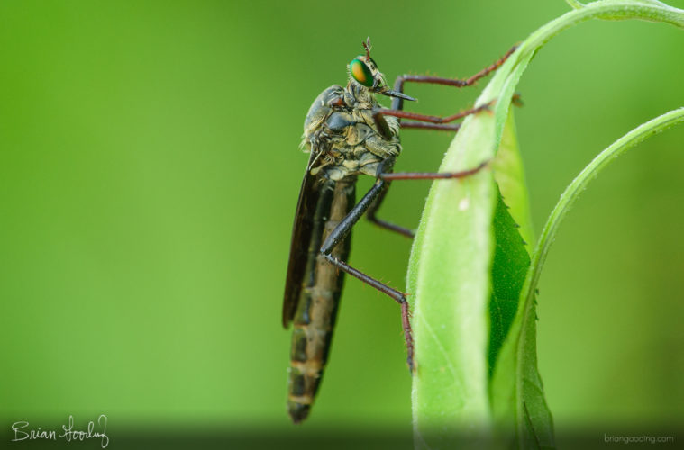 Microstylum morosum - portrait