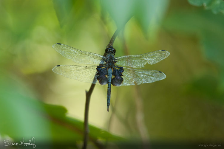 Tramea lacerata - male ♂ dorsal