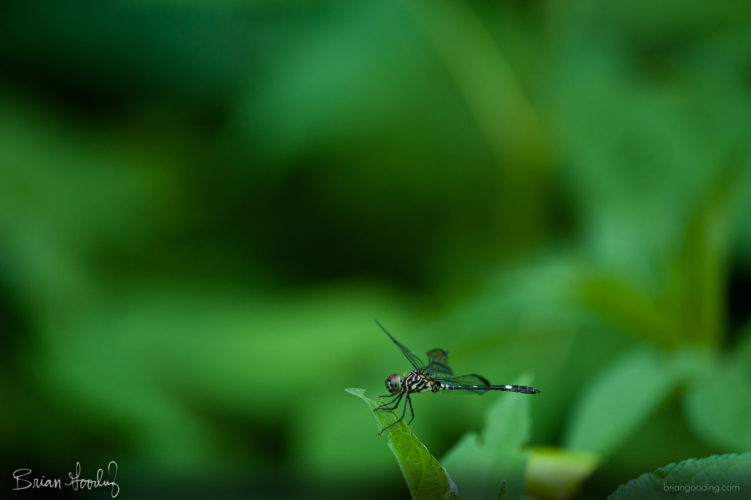 Dythemis velox - male ♂ lateral left