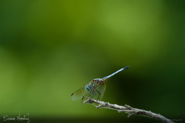Pachydiplax longipennis - male ♂ oblique right