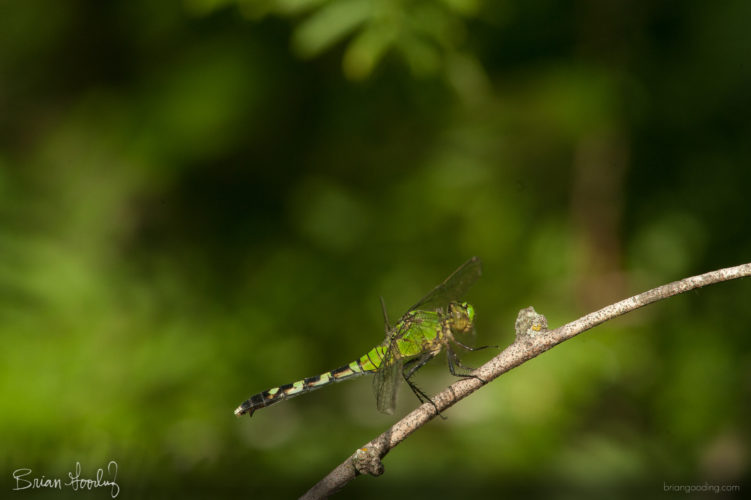 Libellula croceipennis - female ♀ lateral