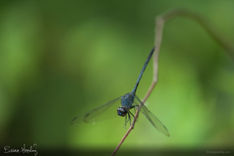 Dythemis nigrescens - male ♂ oblique