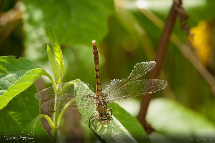 Arigomphus submedianus - female ♀ obelisking