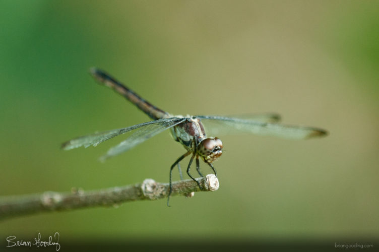 Libellula incesta - female ♀ oblique