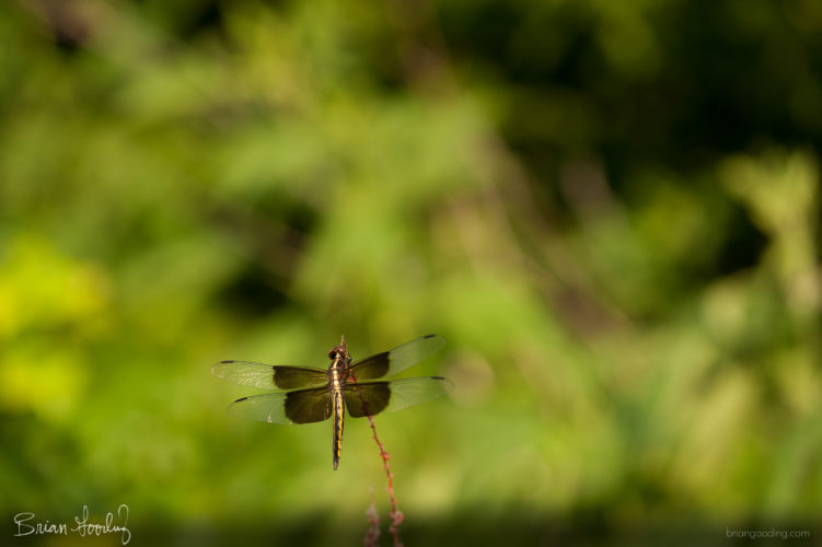 Libellula luctuosa - juvenile male ♂ dorsal