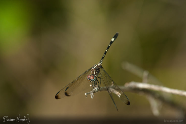 Dythemis velox - female ♀ oblique