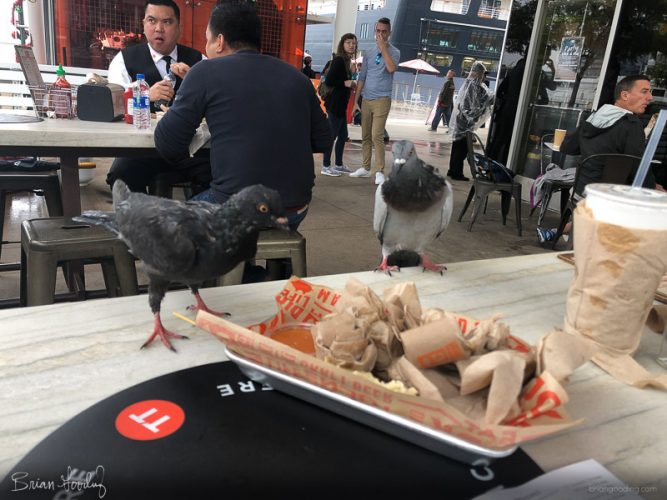 San Diego - birds
