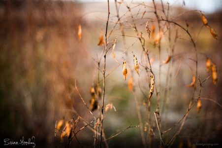 autumn and winter - autumn