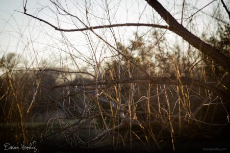 autumn and winter - calico tripwire