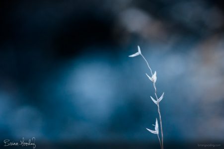 autumn and winter - one way to forget