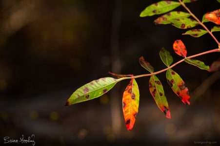 autumn and winter - room for air
