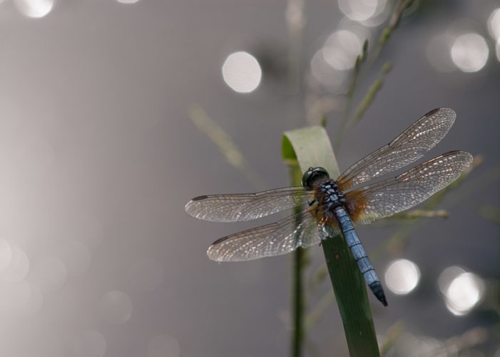 The Odonata of Tarrant County - Pachydiplax longipennis (♂)