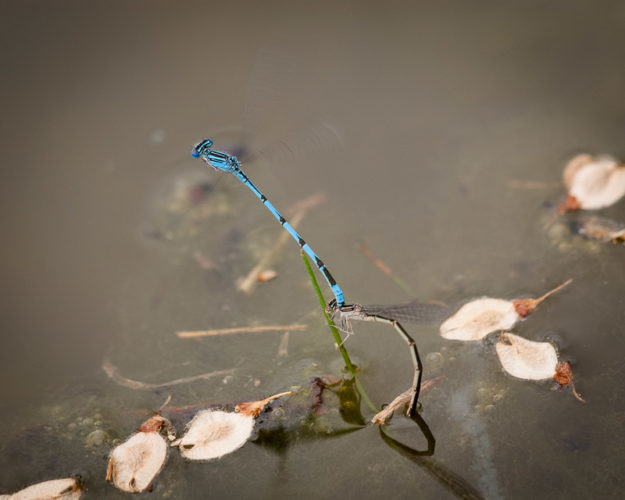 The Odonata of Tarrant County - Enallagma basidens ovipositing, exhibiting in-tandem contact mate-guarding