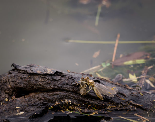 The Odonata of Tarrant County - Perithemis tenera (♀, with exuvia) resting after emergence