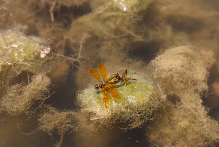The Odonata of Tarrant County - Perithemis tenera (in copula)