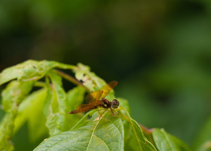 The Odonata of Tarrant County - Perithemis tenera (♂)