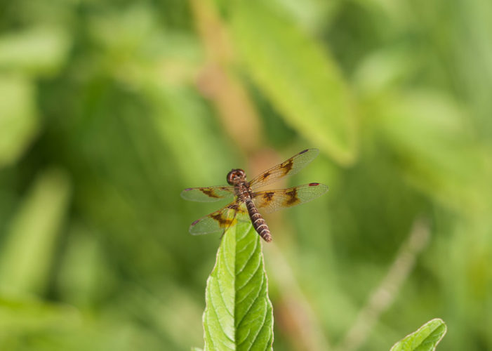 The Odonata of Tarrant County - Perithemis tenera (♀)