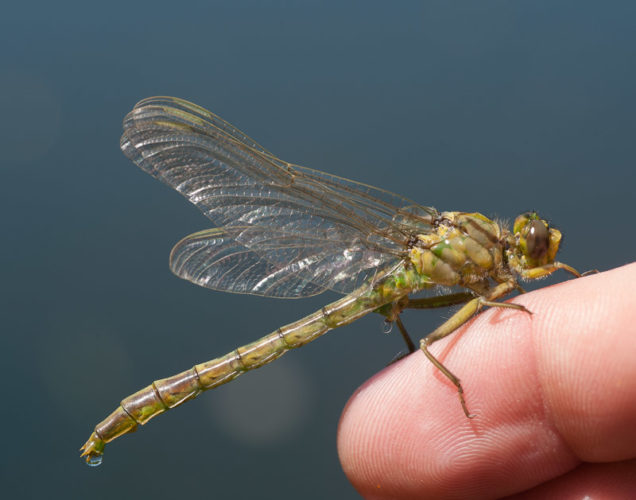 The Odonata of Tarrant County - Arigomphus submedianus (teneral ♂) after emergence