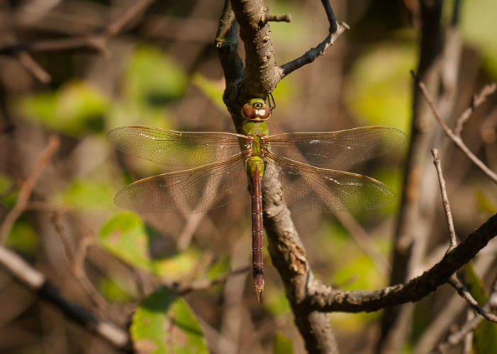 The Odonata of Tarrant County - Anax junius (♀)