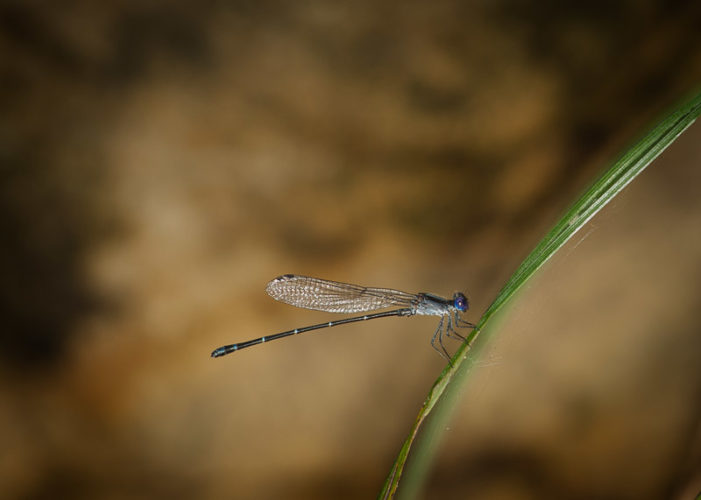 The Odonata of Tarrant County - Argia translata (♂) exhibiting ephemeral color change