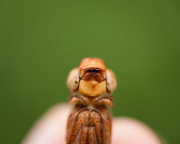 The Odonata of Tarrant County - Libellula croceipennis (♂) ventral view of thorax and mandibles