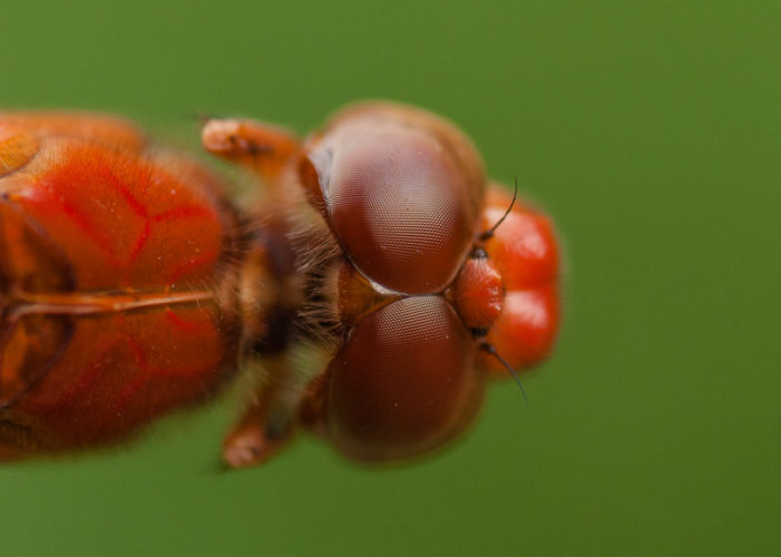 The Odonata of Tarrant County - Libellula croceipennis (♂) dorsal view of compound eyes