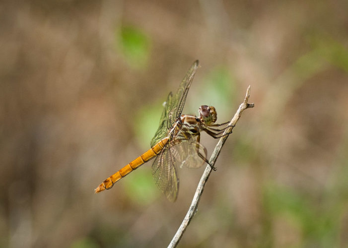 The Odonata of Tarrant County - Orthemis ferruginea (♀)