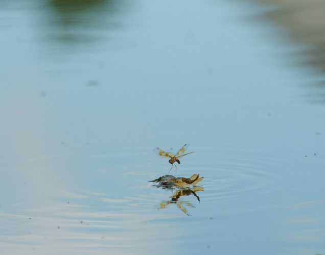 The Odonata of Tarrant County - Perithemis tenera (♀, upper) ovipositing while (♂, lower) exhibits non-contact mate-guarding