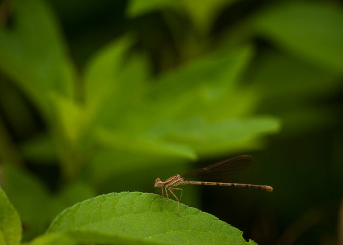 The Odonata of Tarrant County - Argia sedula (♀)