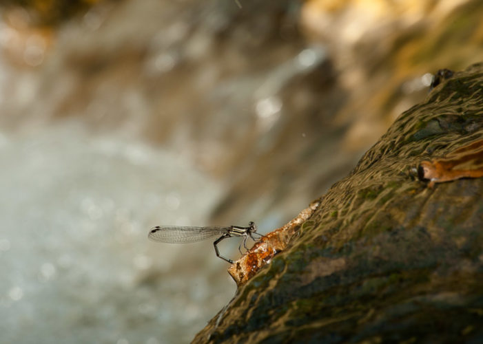 The Odonata of Tarrant County - Argia translata (♀) - ovipositing