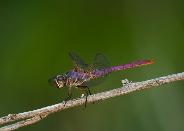 The Odonata of Tarrant County - Orthemis ferruginea (♂)