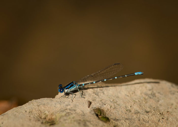 The Odonata of Tarrant County - Argia sedula (♂)