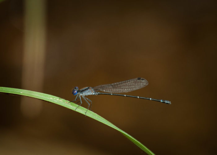 The Odonata of Tarrant County - Argia translata (♂) exhibiting ephemeral color change