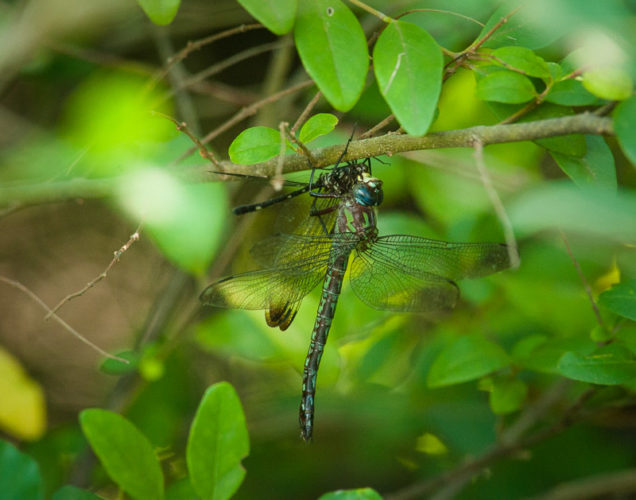 The Odonata of Tarrant County - Nasiaeschna pentacantha (♀) predating Dythemis velox (♂)