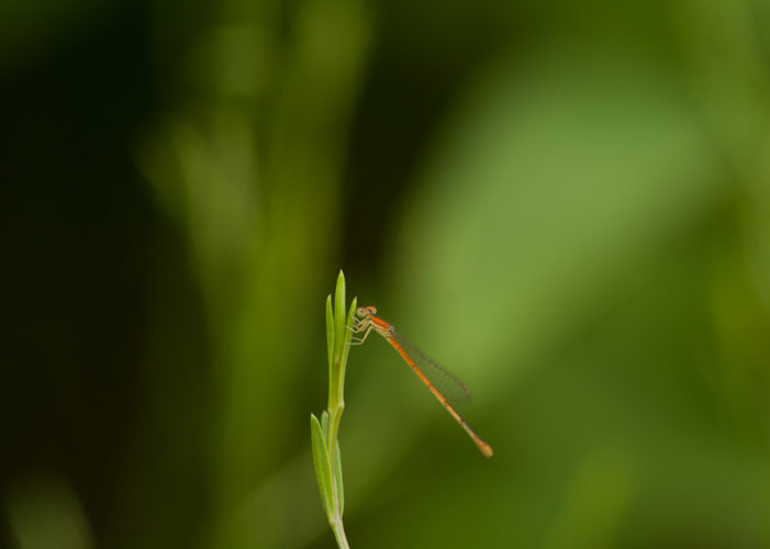 The Odonata of Tarrant County - Ischnura hastata (immature ♀)